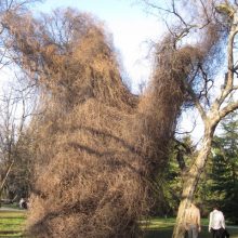 Ausstellung Botanischer Garten Wien 2019