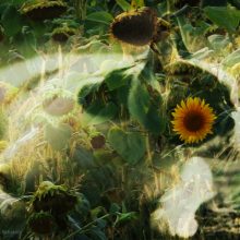 Katze im Sonnenblumenfeld