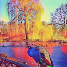 Pfau im Park