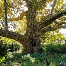 Baum streckt sich nach Sonne