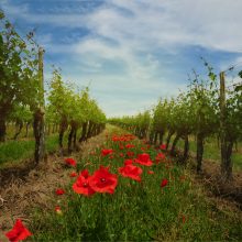 Weinfrühling II