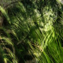 Katze im hohen Gras