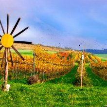 Abend im Bioweingarten