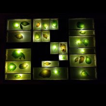 Limes Vitali, Lichtfest Krems/Donau, 2021. Ortsbezogene Licht-Installation;  70 x 50 Zentimeter;