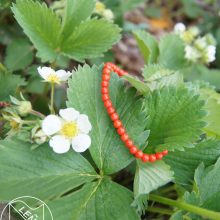 Koralle Armband