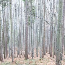 Wald in Prigglitz