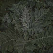 Distel