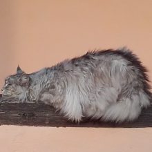 Maine Coon