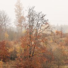 Herbst im Waldviertel